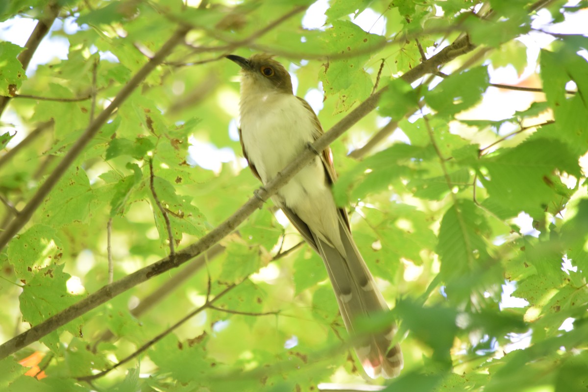 Kukutxo mokobeltza - ML645343831