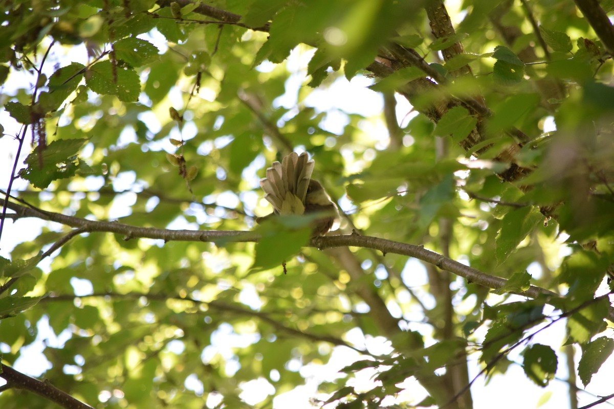 Kukutxo mokobeltza - ML645343832