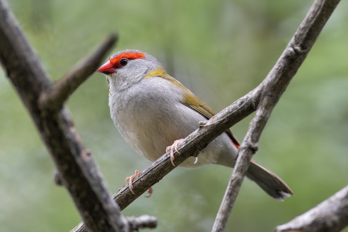 Al Kaşlı Belikınalı - ML645343833