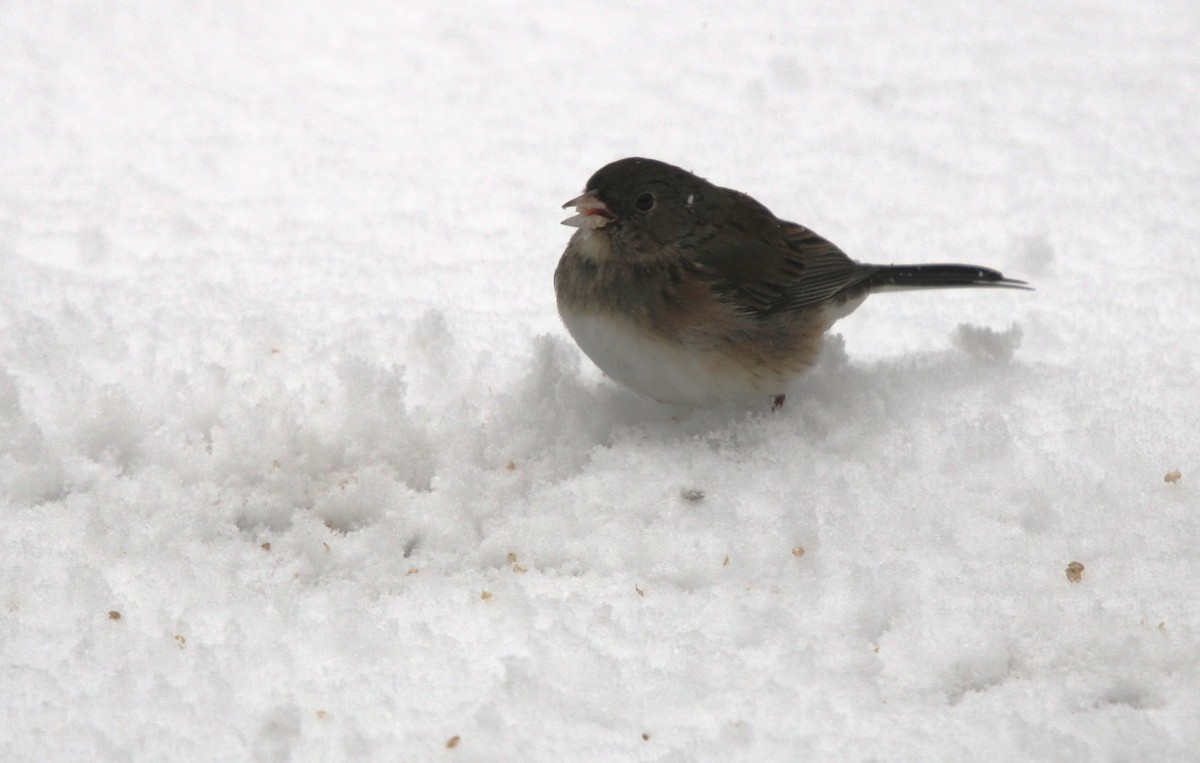 Dark-eyed Junco - ML645343835