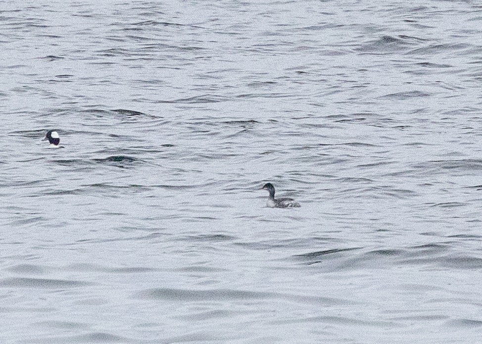 Eared Grebe - ML645343837