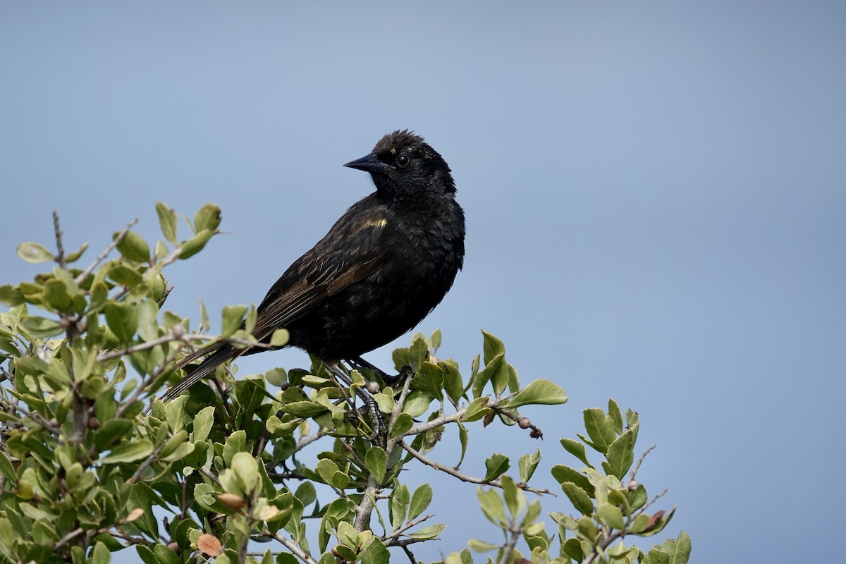 Varillero Aliamarillo - ML645343858