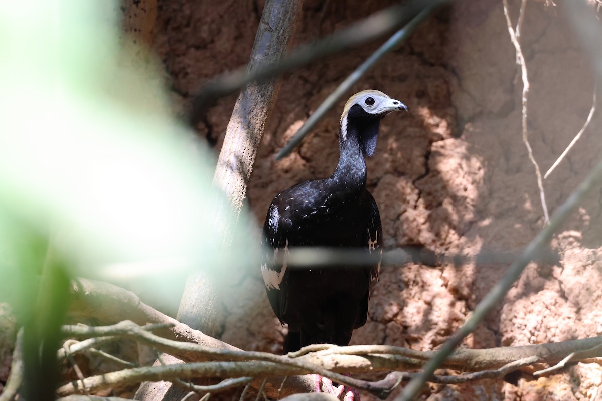 Blue-throated Piping-Guan - ML645343864