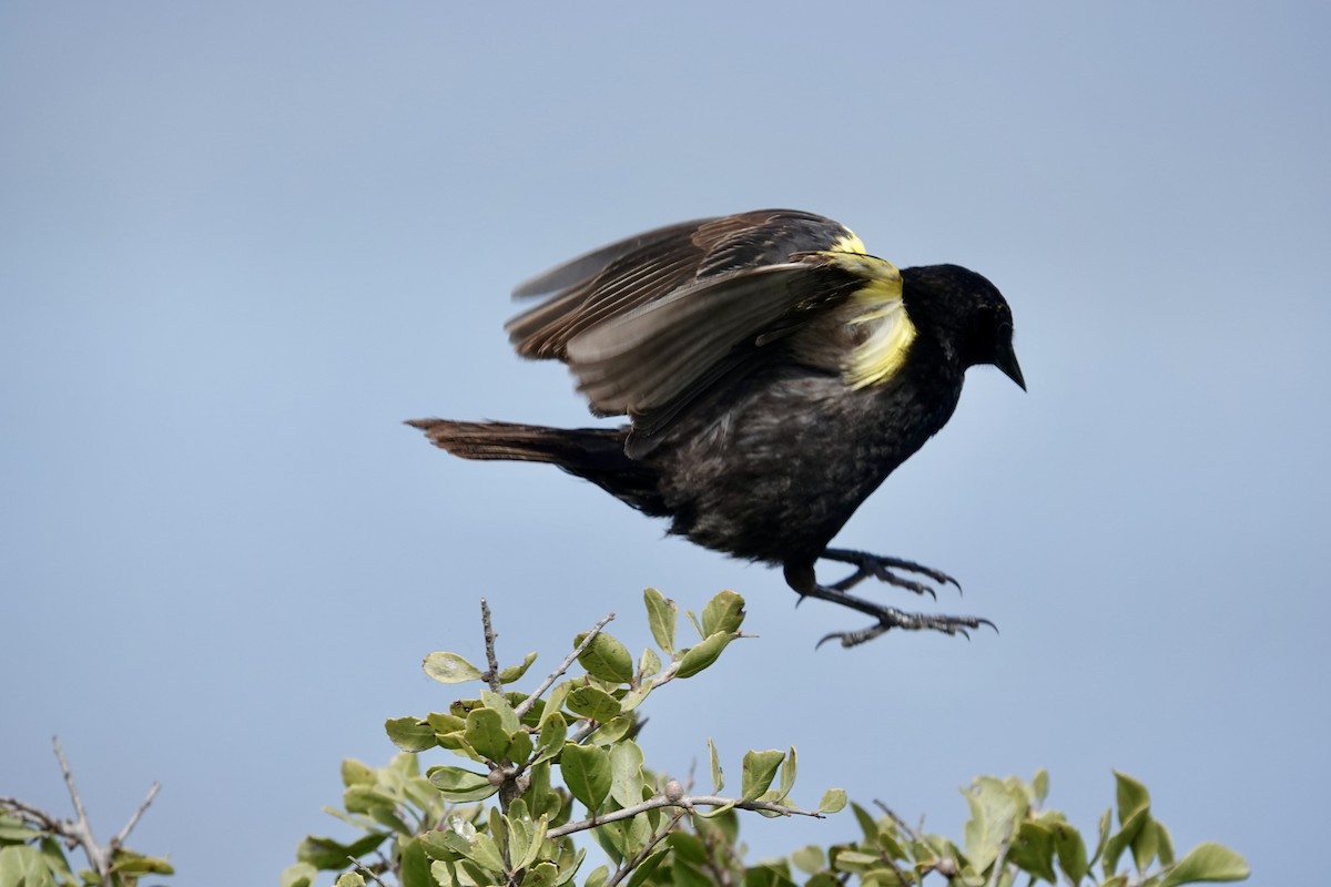 Varillero Aliamarillo - ML645343869