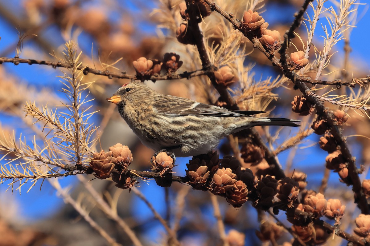 Redpoll (rostrata/islandica) - ML645343871
