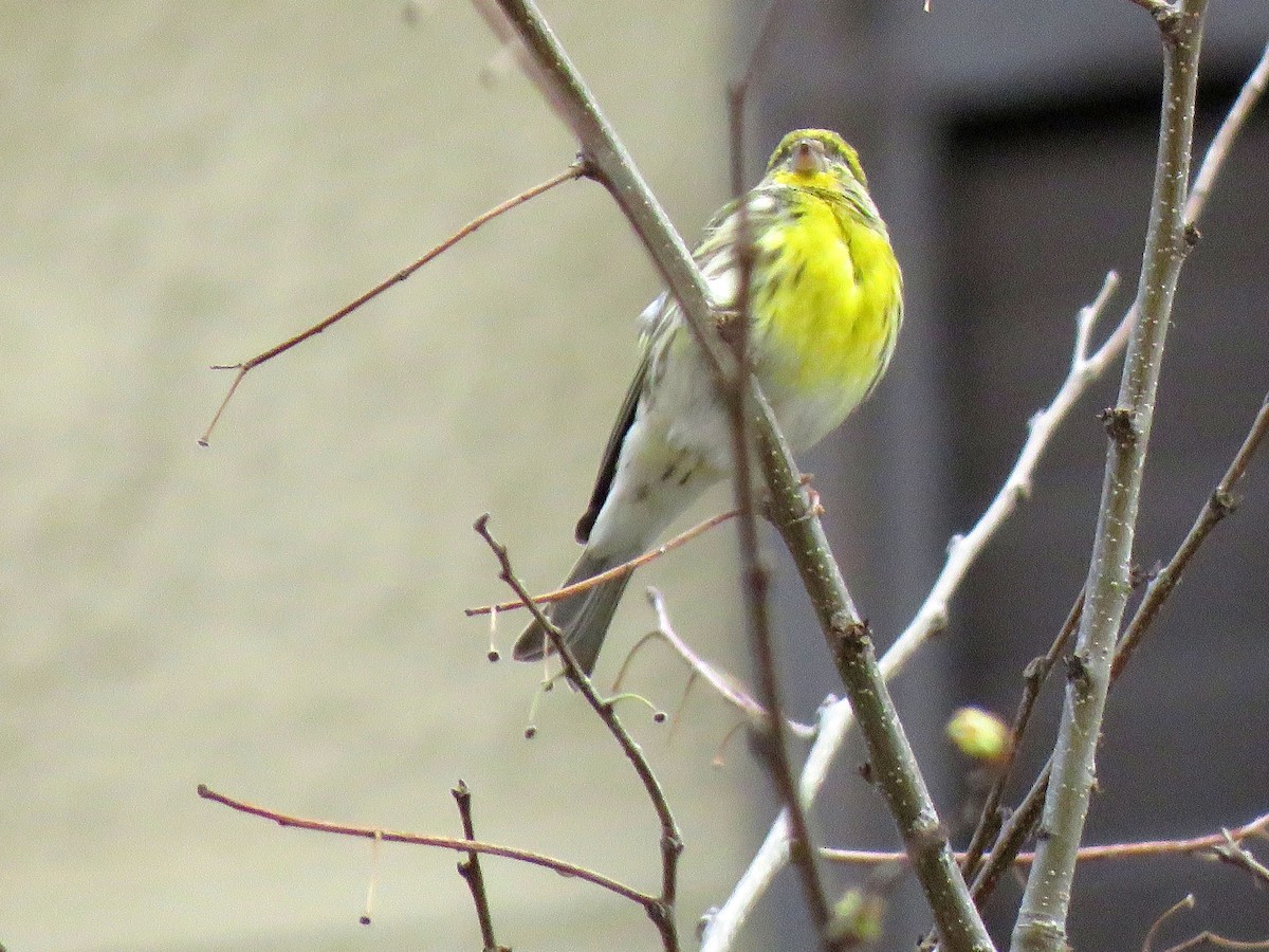 European Serin - ML645343878