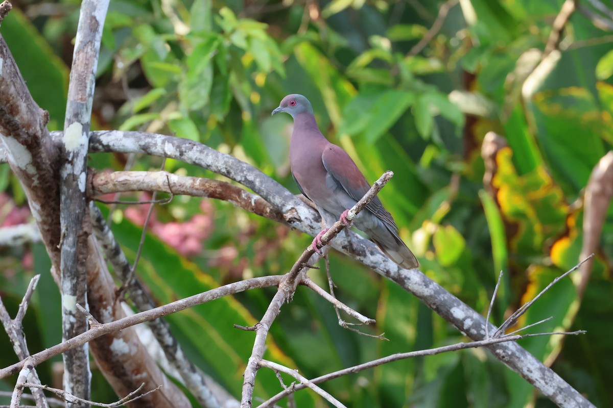 Paloma Colorada - ML645343879