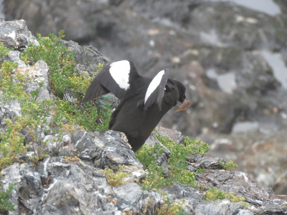 Чистун арктичний - ML645343882