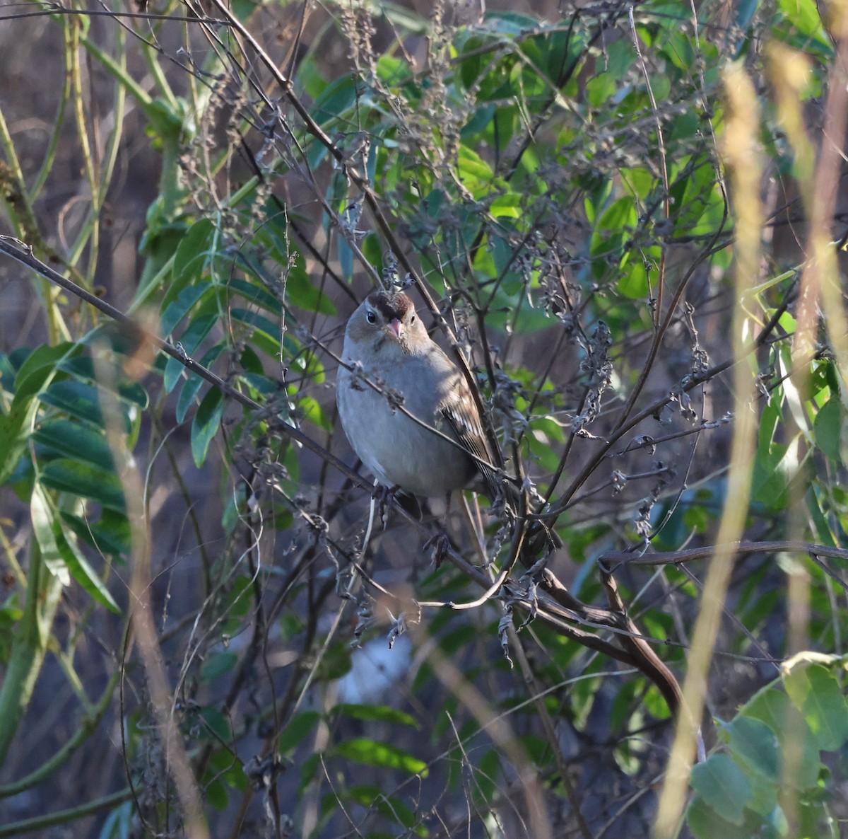 White-crowned Sparrow - ML645343893