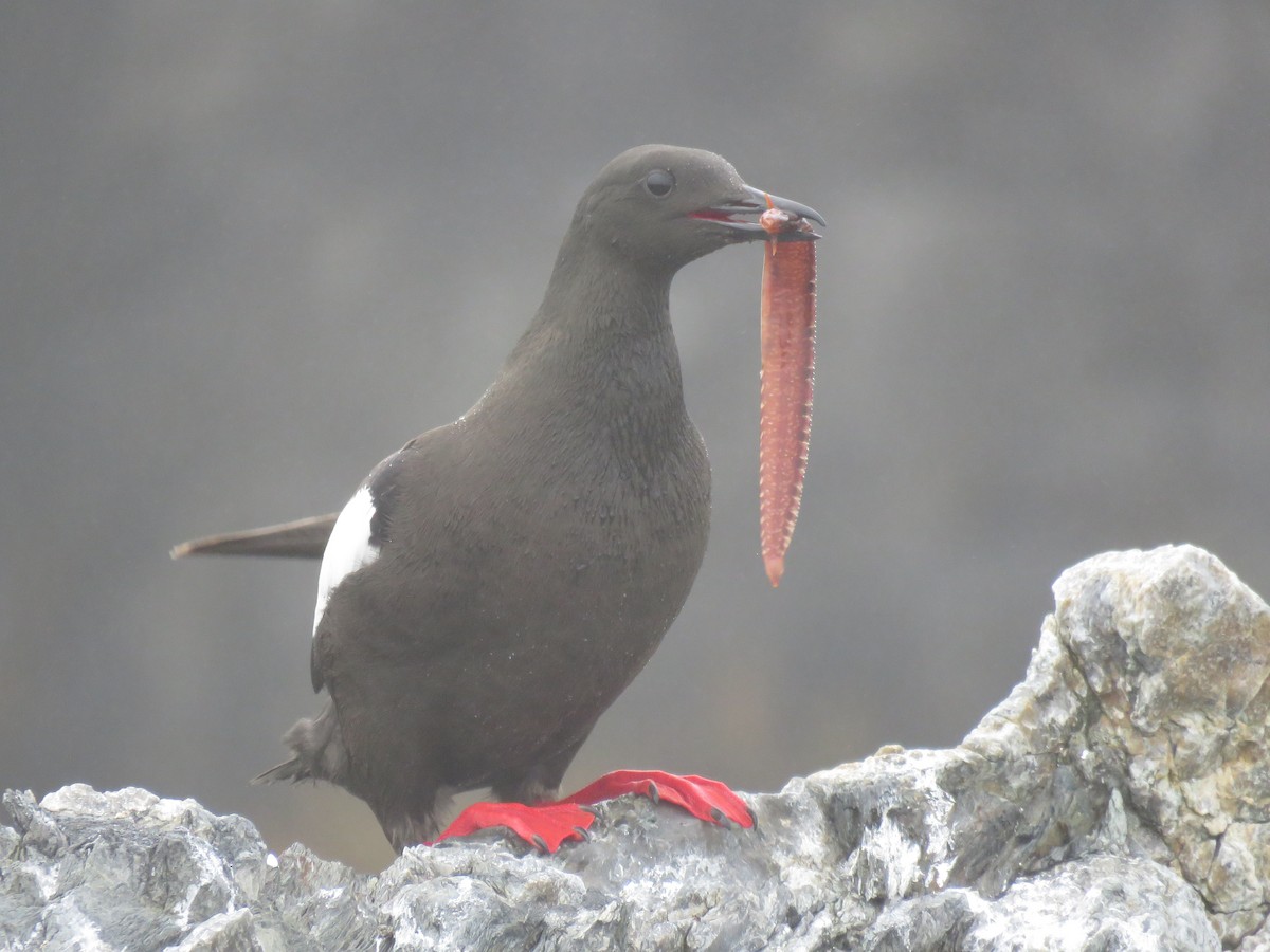 Чистун арктичний - ML645343901