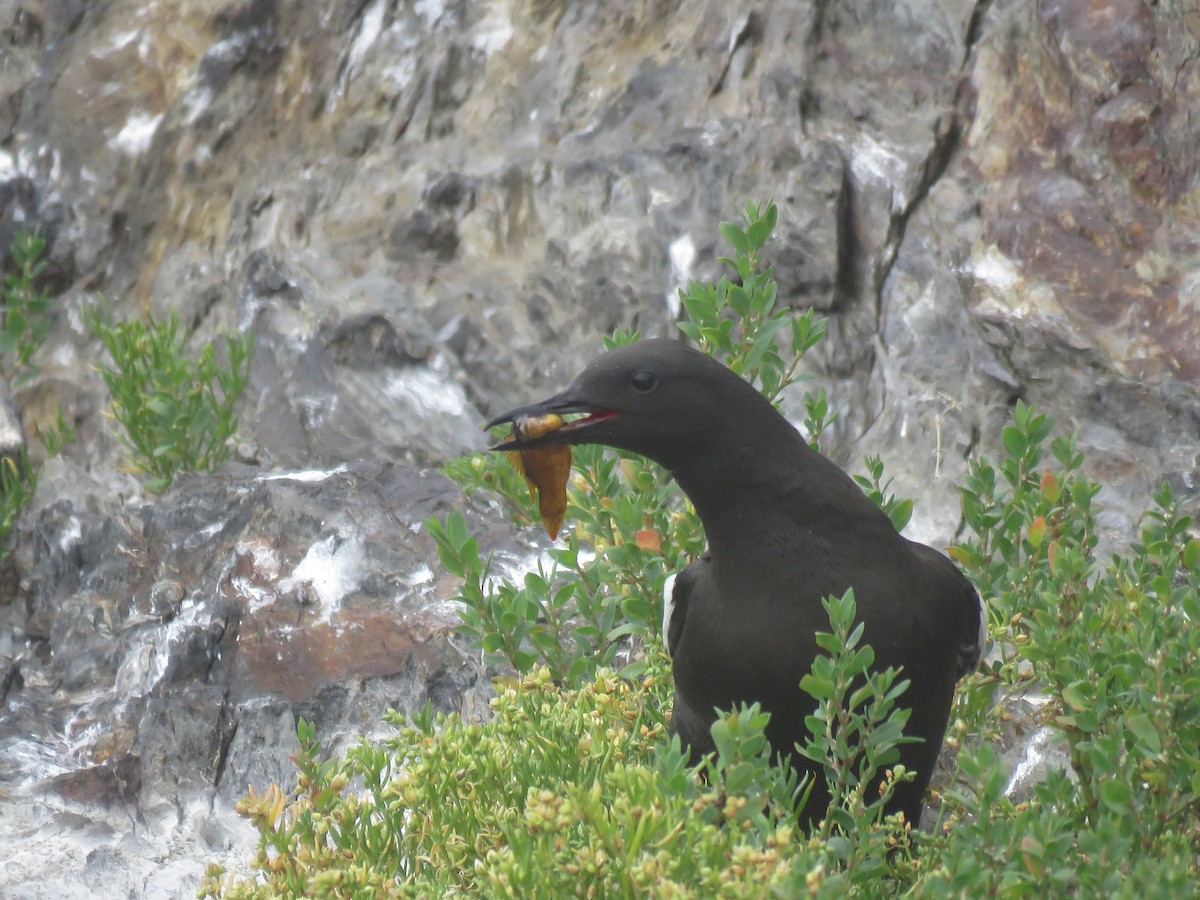 Чистун арктичний - ML645343905