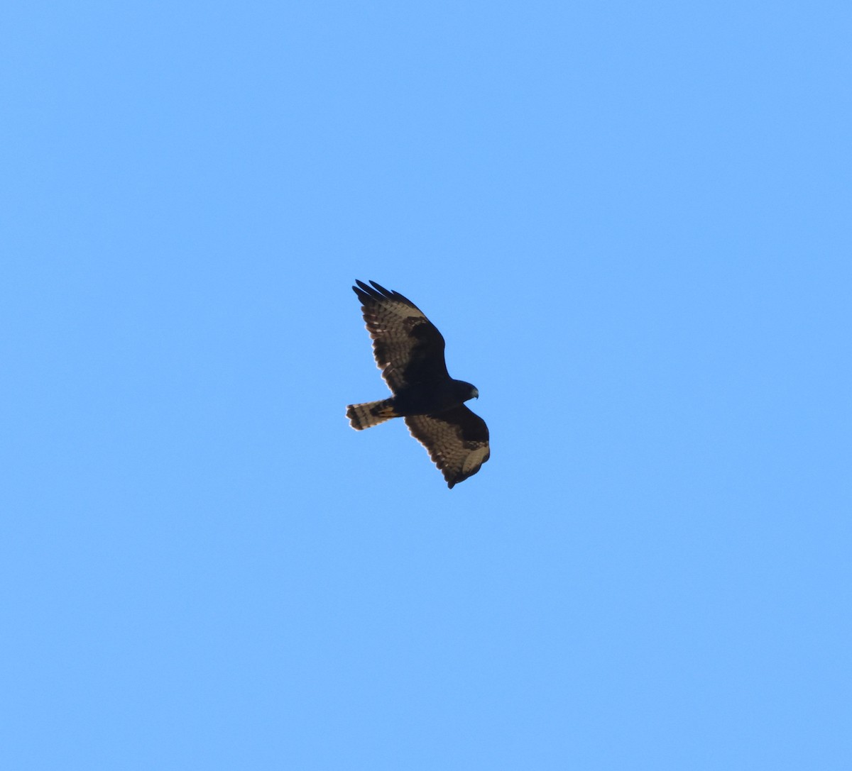 Short-tailed Hawk - ML645343907