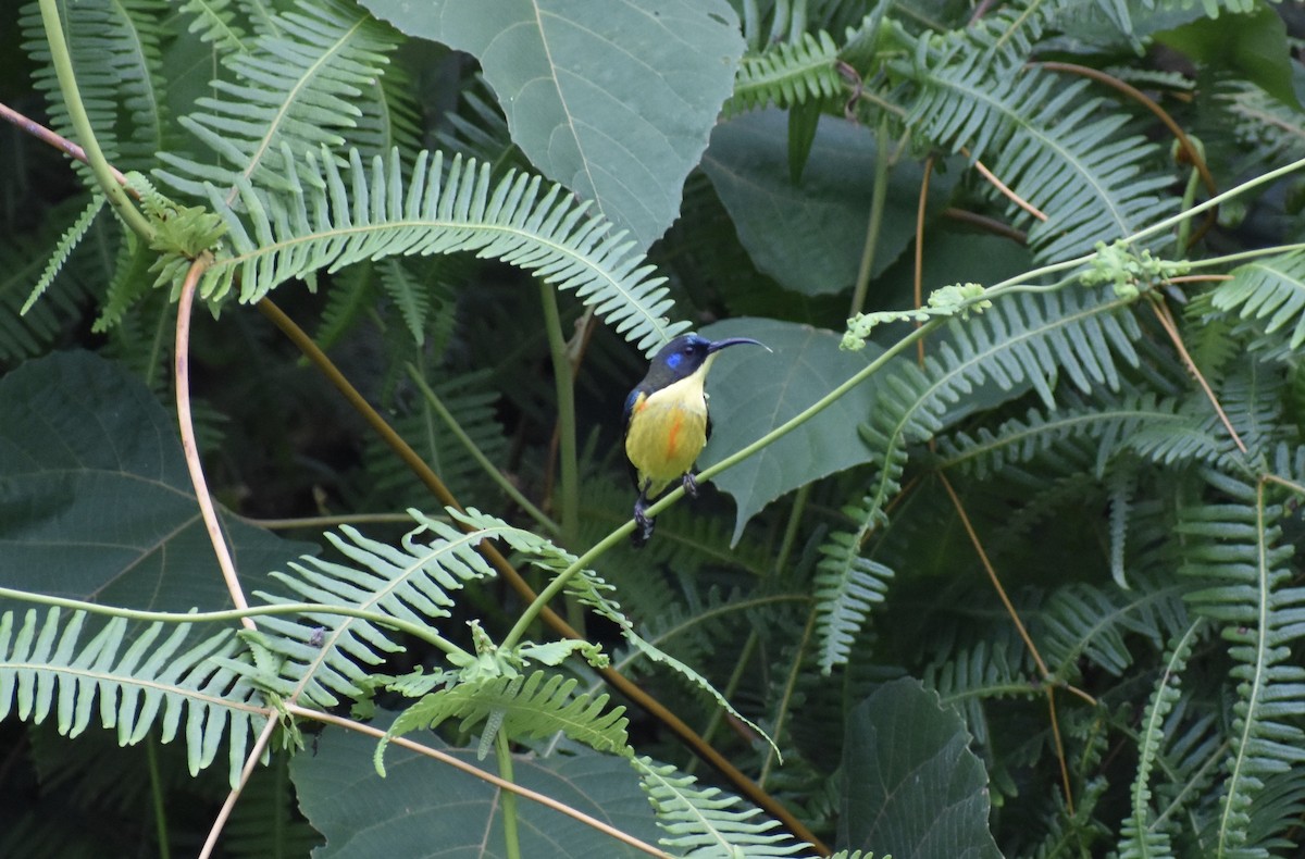 Lina's Sunbird - ML645343939