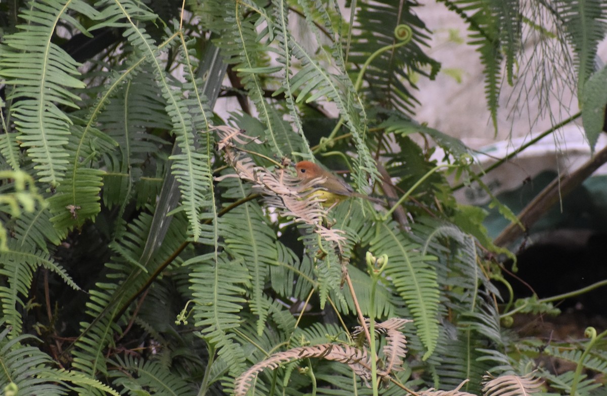 Rufous-headed Tailorbird - ML645343940
