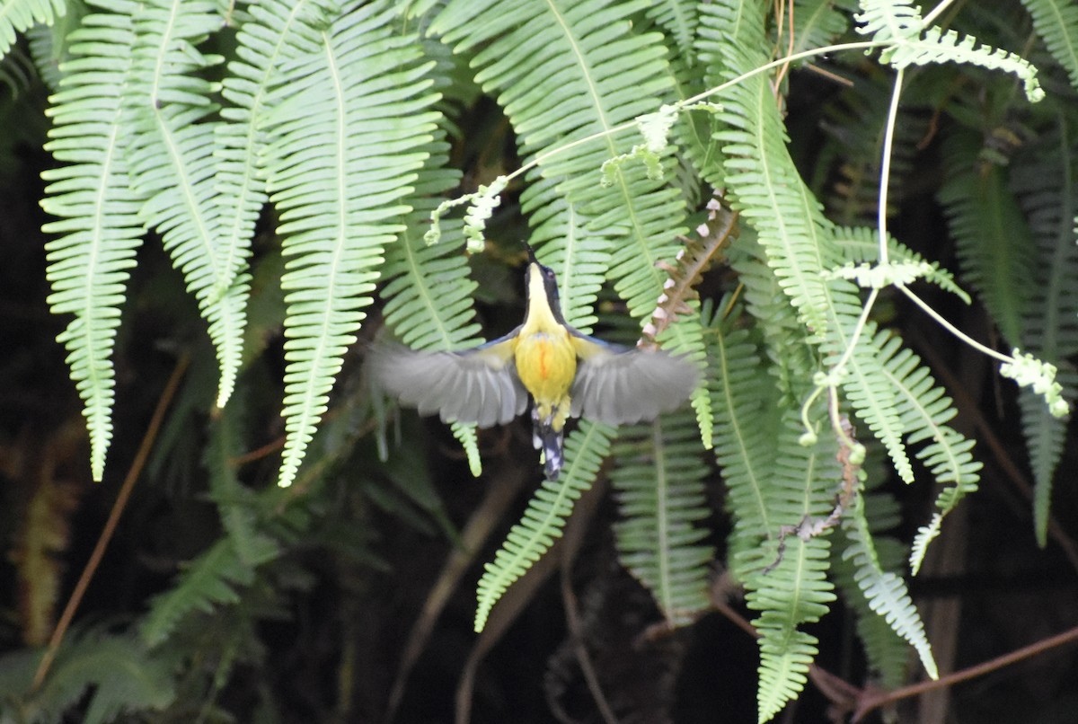 Lina's Sunbird - ML645343941