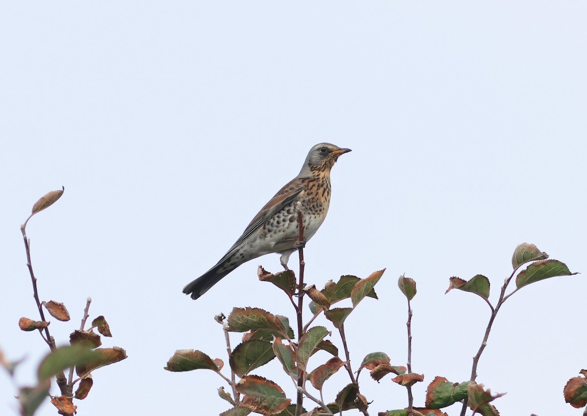 Fieldfare - ML645343954