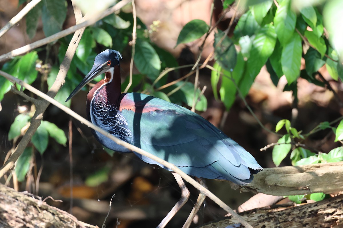 Agami Balıkçılı - ML645343955