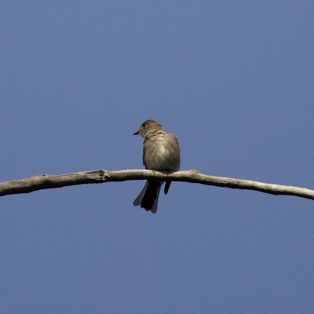 Western Wood-Pewee - ML645343982
