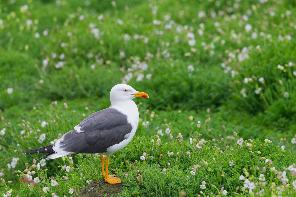 Мартин чорнокрилий - ML645344002