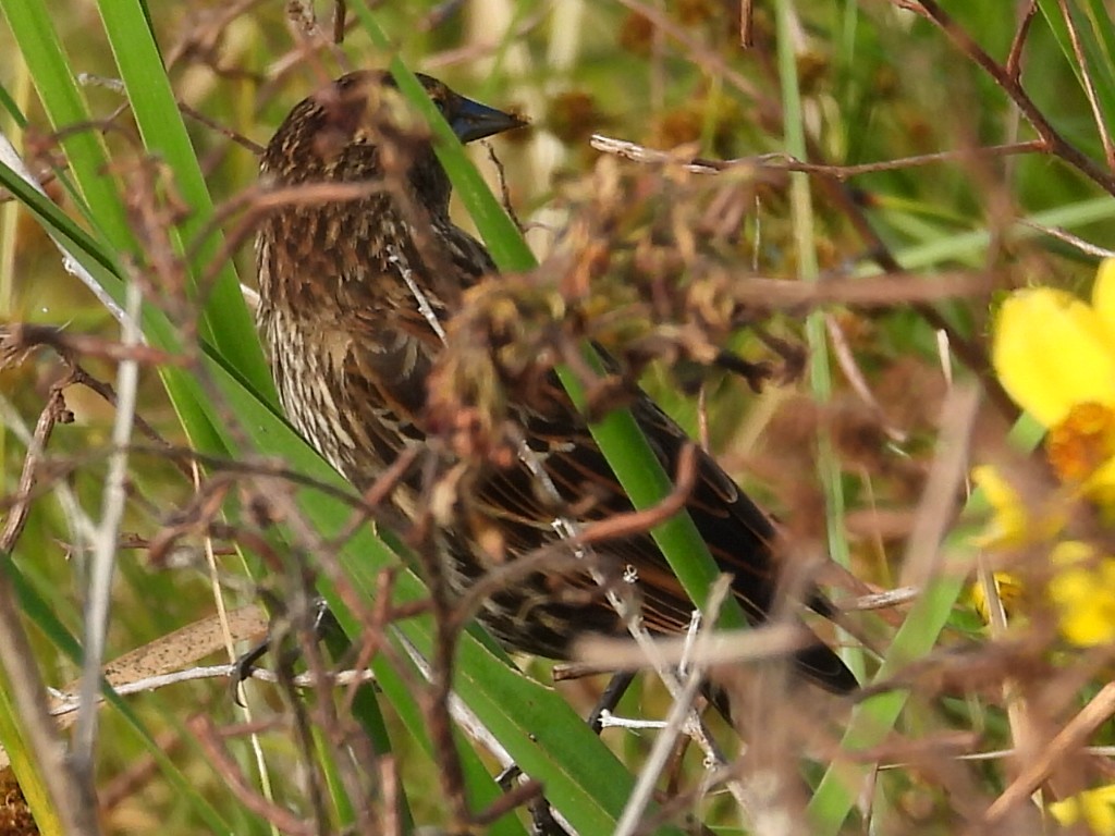 Еполетник червоноплечий - ML645344003