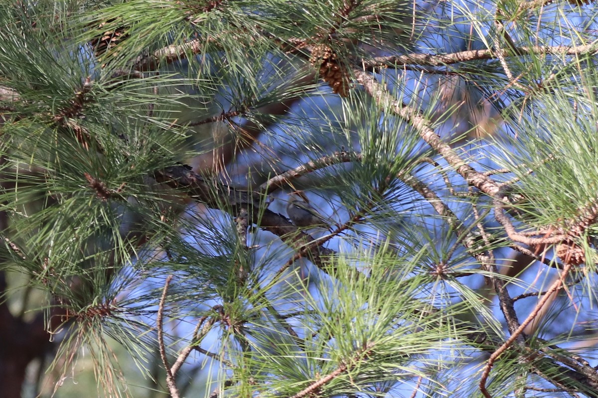 Повзик малий - ML645344005