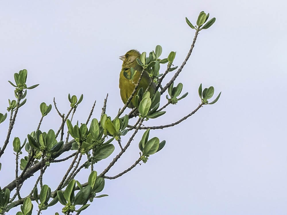 Зеленяк звичайний - ML645344006