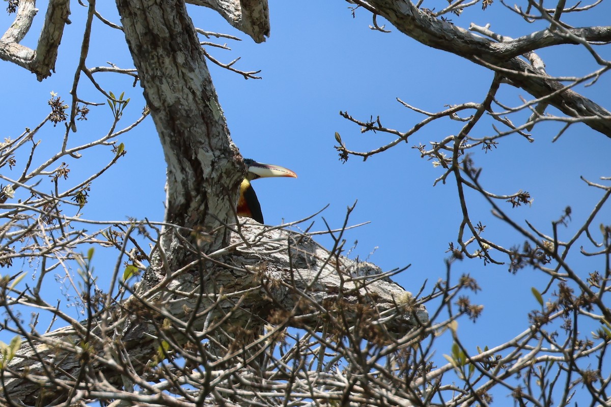 Аракарі кучерявий - ML645344007