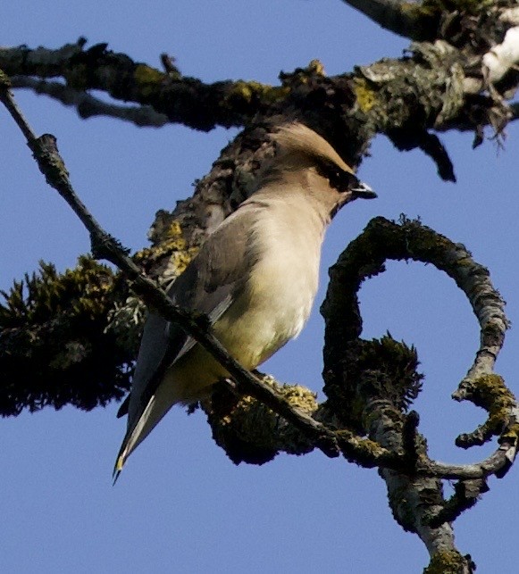 Омелюх американський - ML645344011