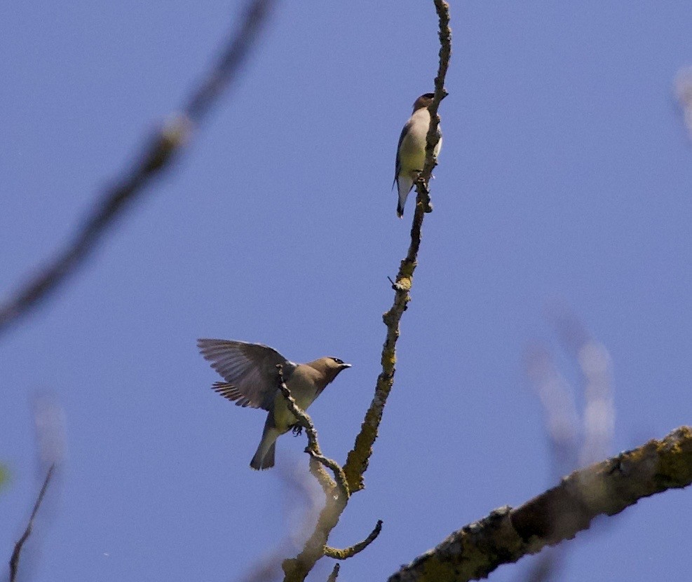 Омелюх американський - ML645344012