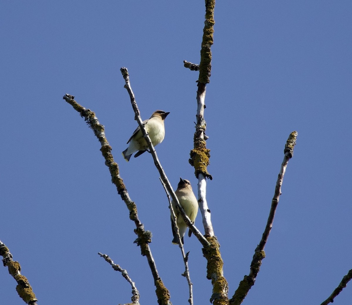 Омелюх американський - ML645344013