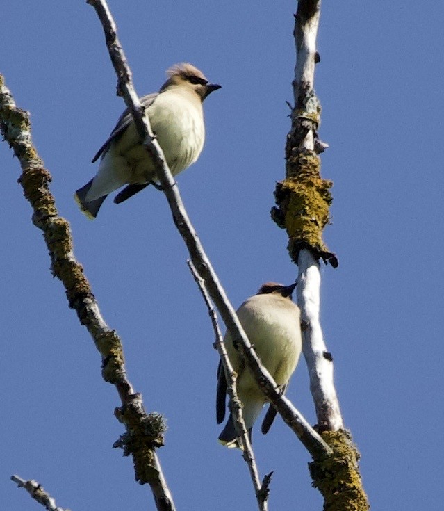 Омелюх американський - ML645344014