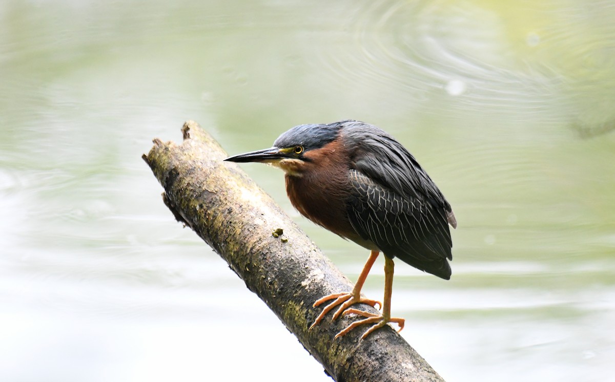 Чапля зелена - ML645344015