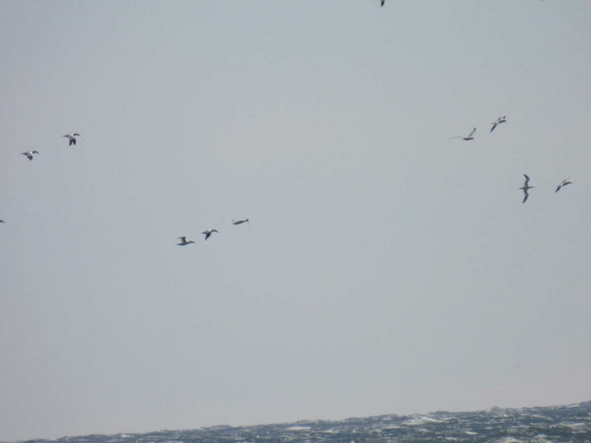 Сула атлантична - ML645344018