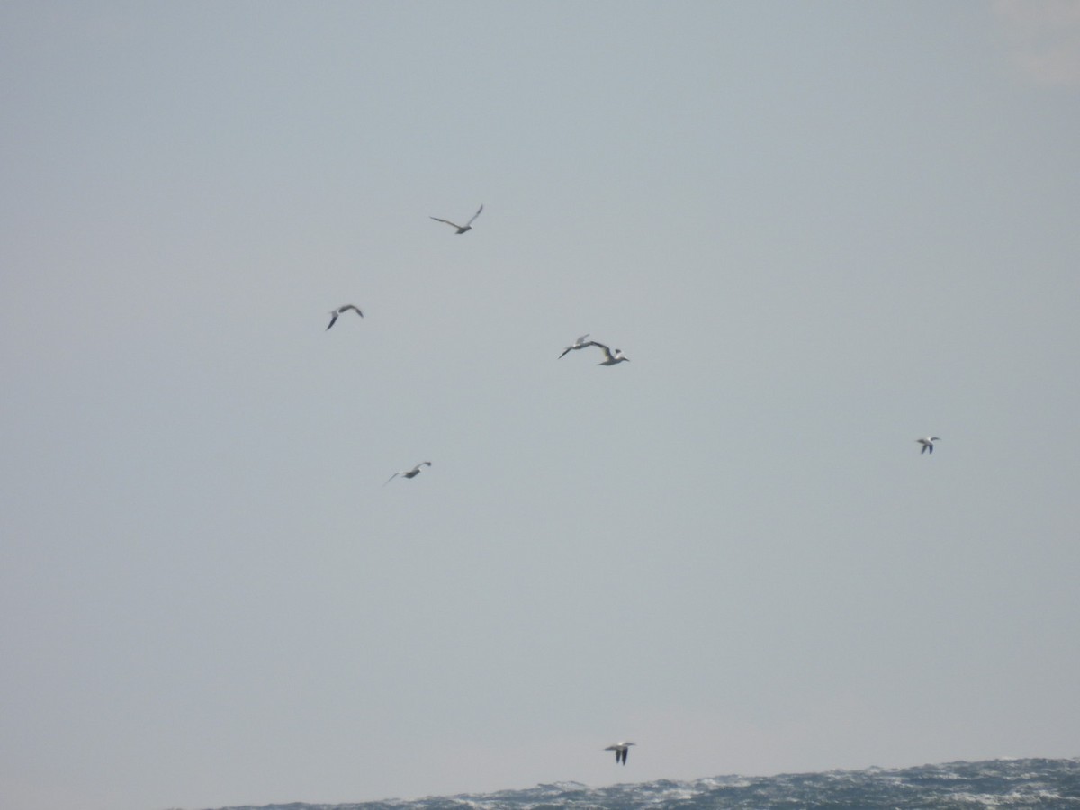 Сула атлантична - ML645344019