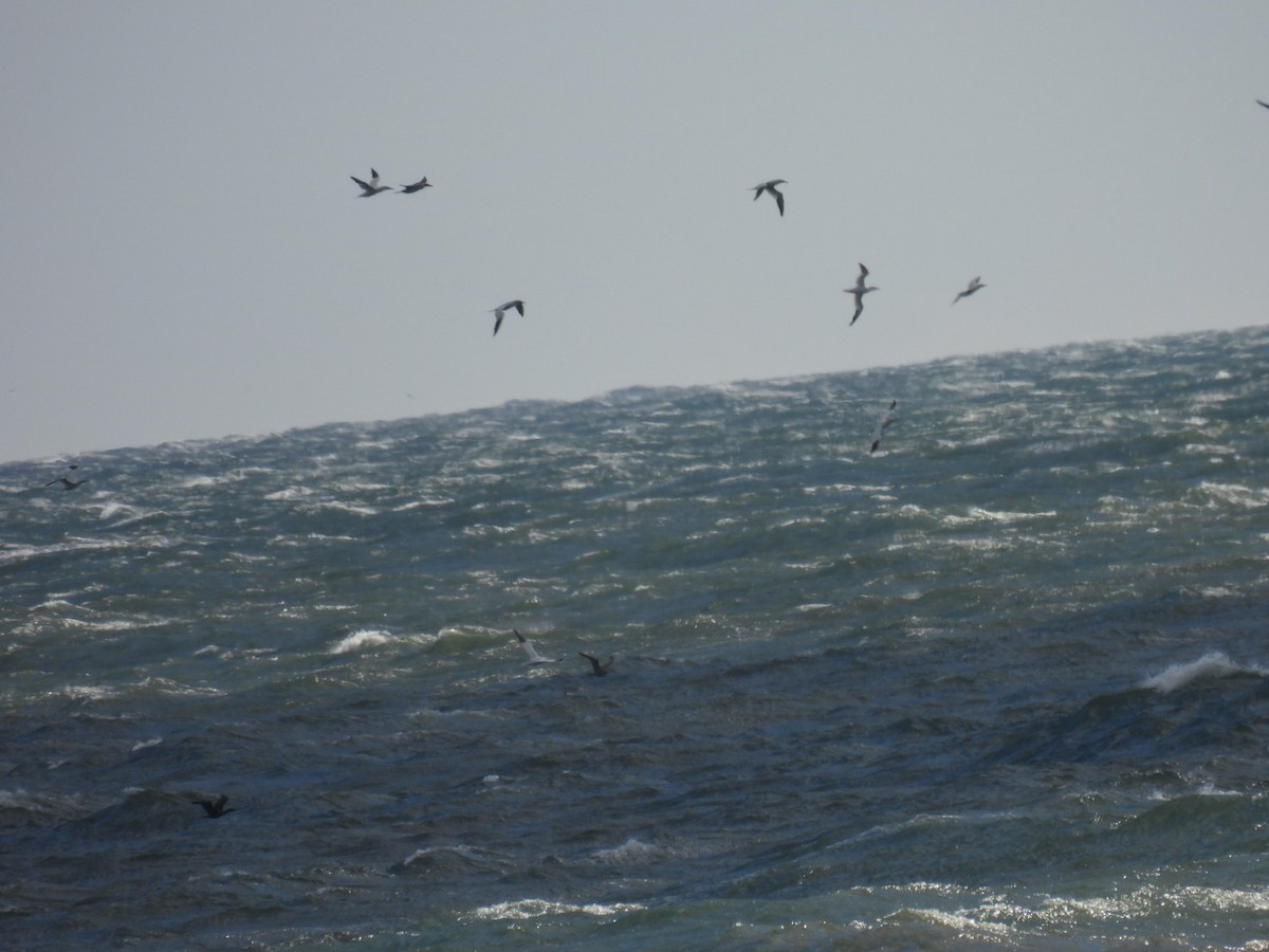 Сула атлантична - ML645344020