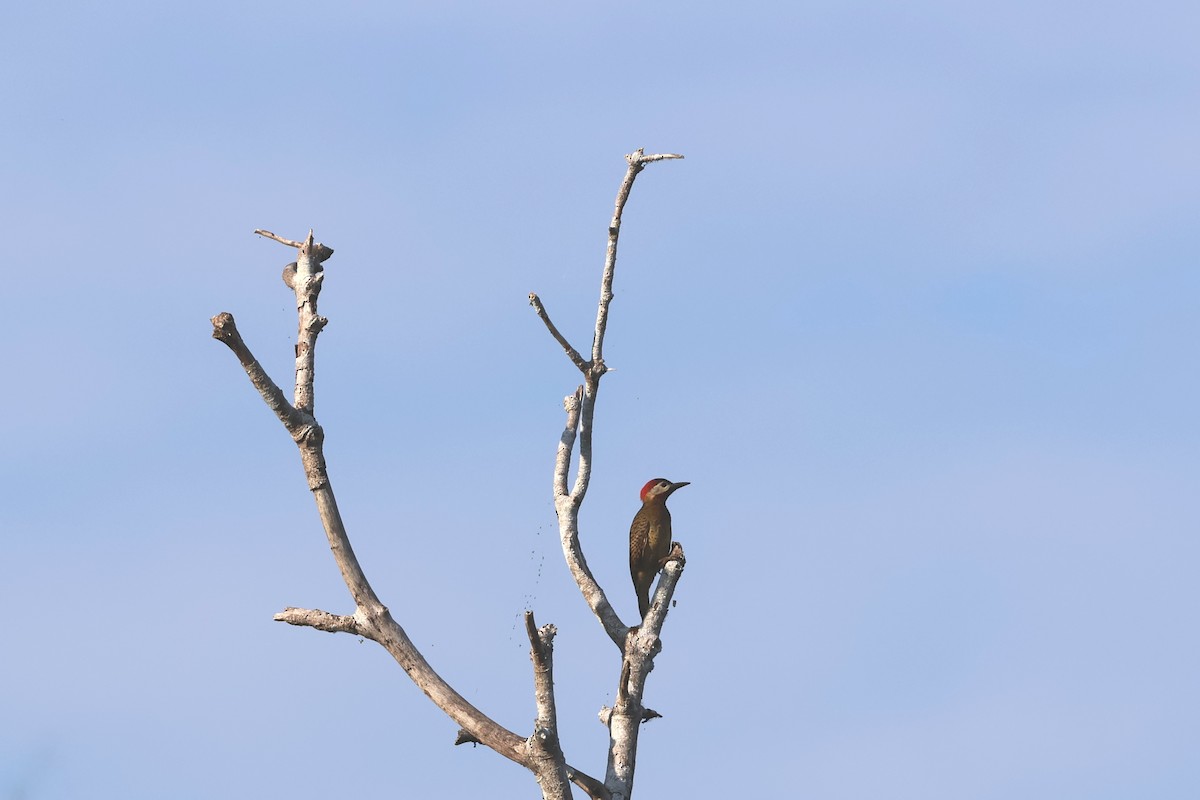 Декол малий - ML645344021