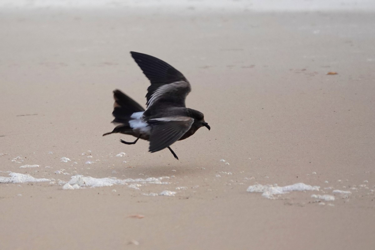 Wellenläufer - ML645344023