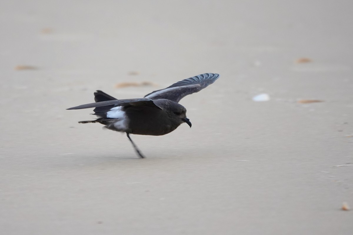 Wellenläufer - ML645344024