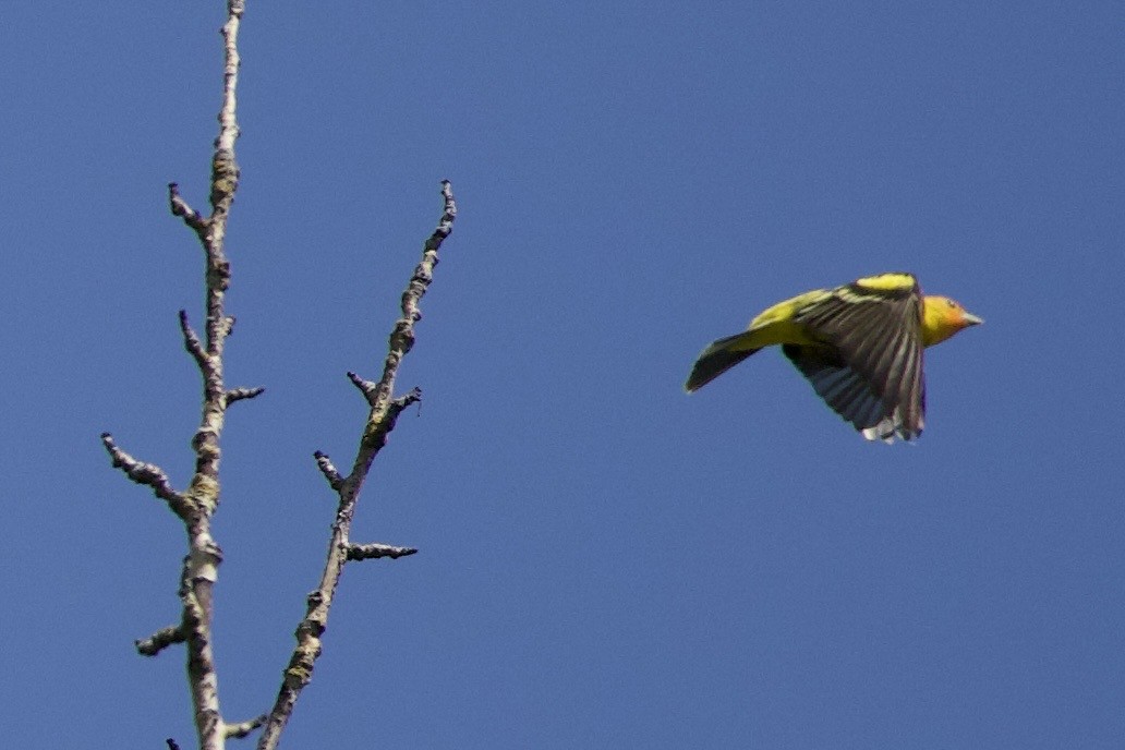 Піранга жовтогуза - ML645344026