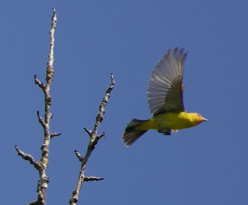 Піранга жовтогуза - ML645344027