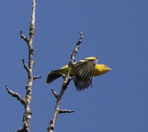 Піранга жовтогуза - ML645344028