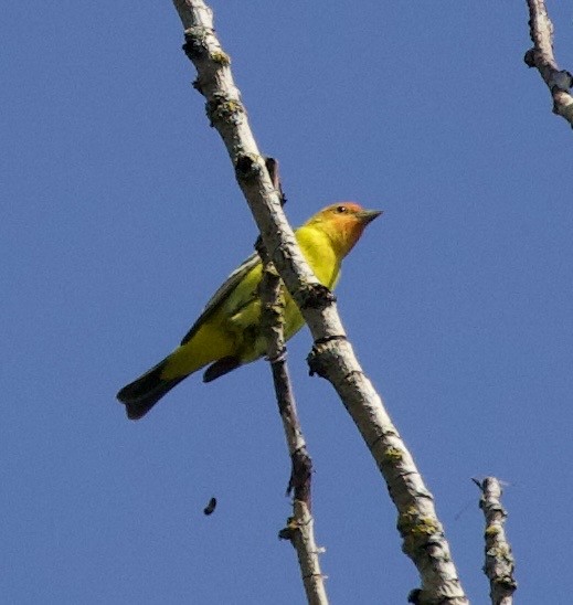 Піранга жовтогуза - ML645344029