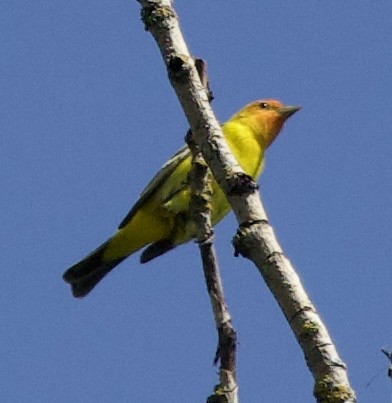 Піранга жовтогуза - ML645344030