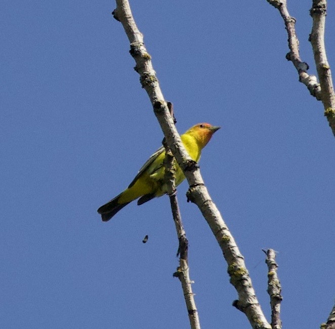 Піранга жовтогуза - ML645344031