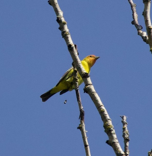 Піранга жовтогуза - ML645344032