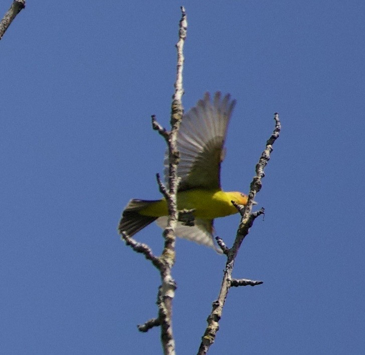 Піранга жовтогуза - ML645344033