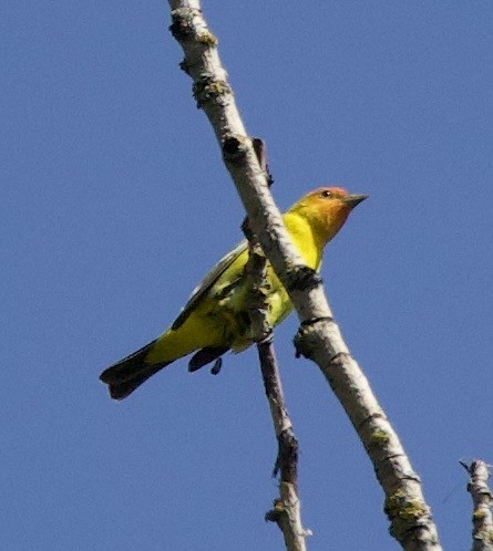 Піранга жовтогуза - ML645344034