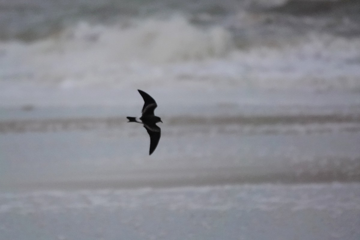 Wellenläufer - ML645344035