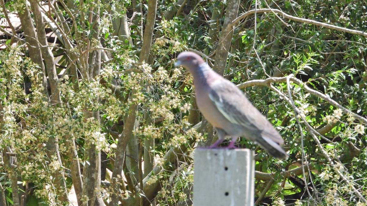 Paloma Picazuró - ML645344038