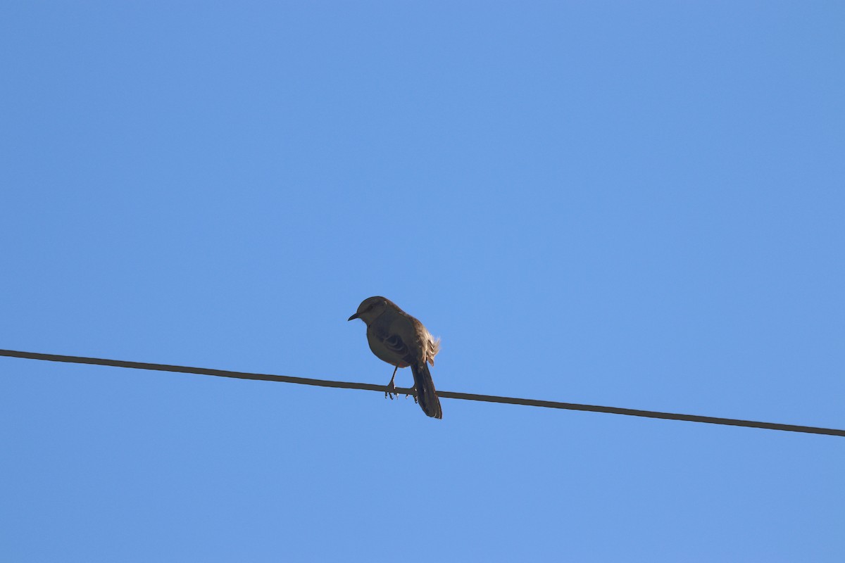 Пересмішник багатоголосий - ML645344041